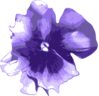 Purple Pansy Clip Art